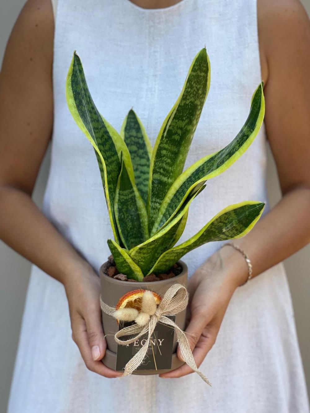 Sansevieria Paşa Kılıçı